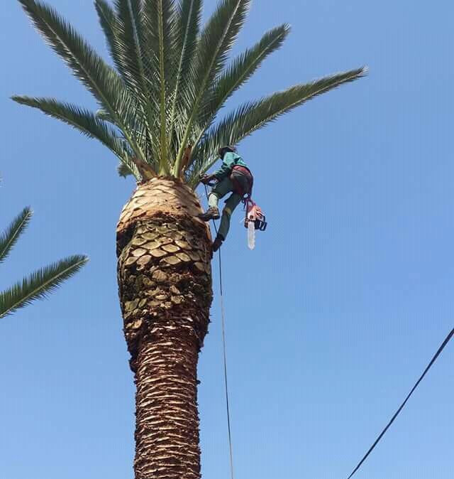 Tree felling